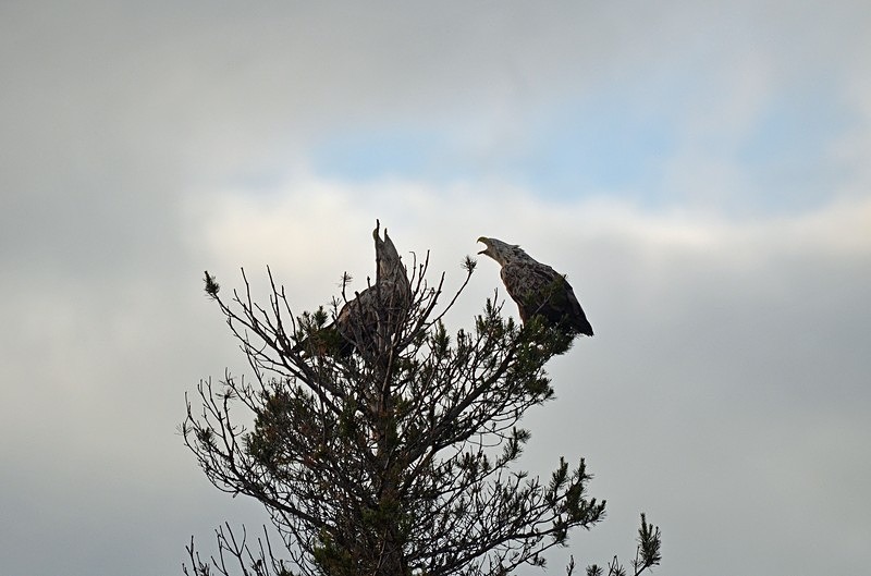White-tailed Eagles - North Finland - part 2