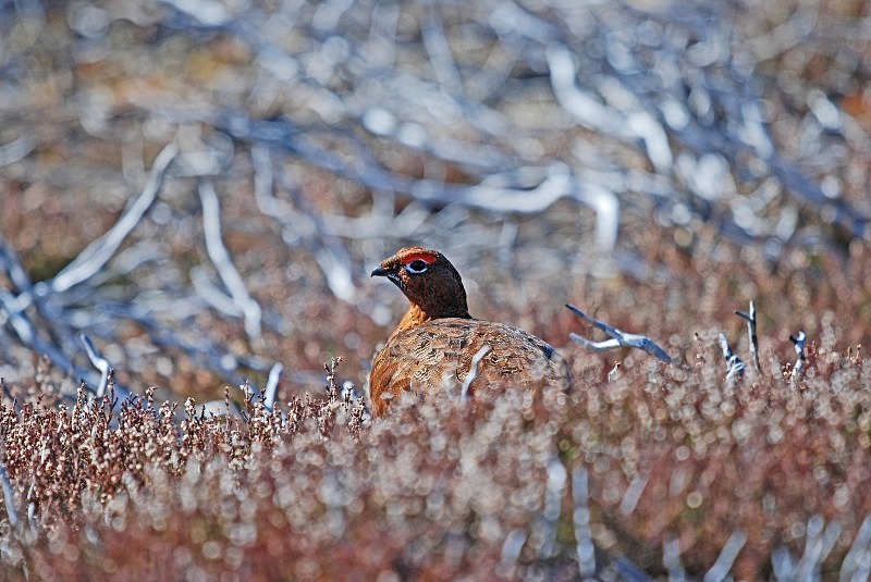 Red Grouse - Game birds