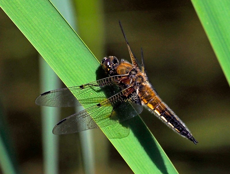 Four-spotted Chase - Dragonflies and damselflies