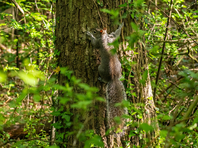 Grey Squirrel - Latest photos