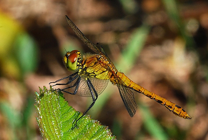 July to August 2010 - Ruddy Darter - Photos of the month