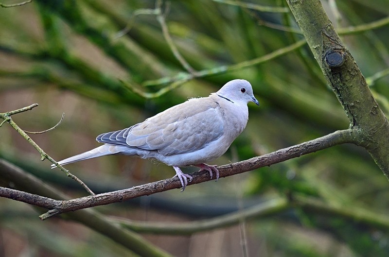 Collared Dove - Pigeons and doves