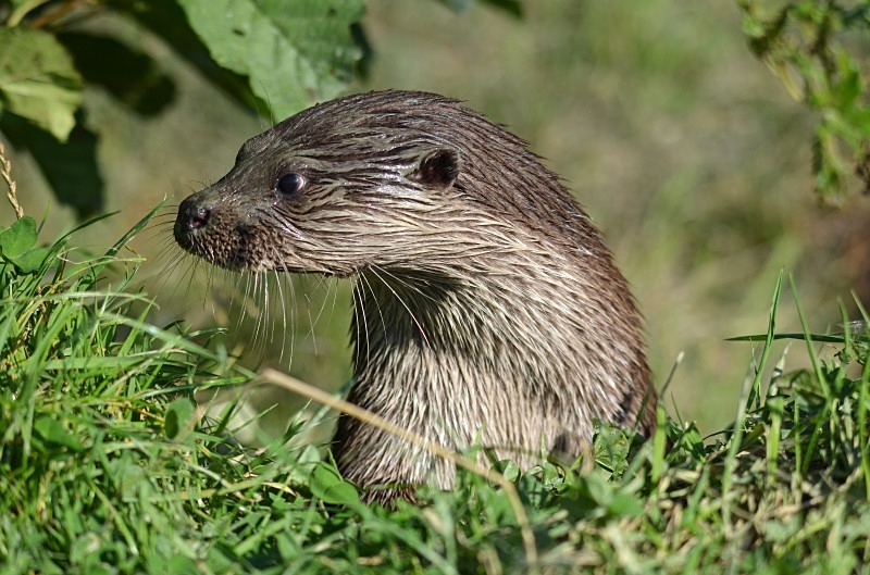 Otter - Otter