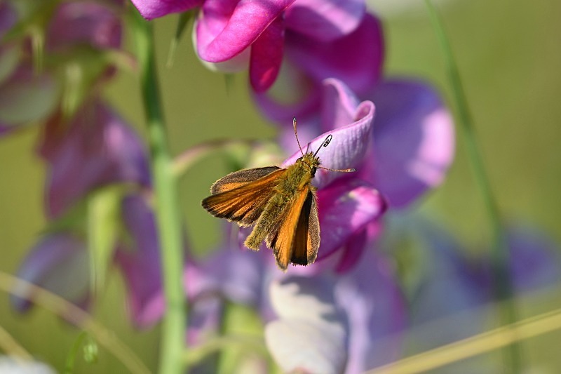 Small Skipper - Butterflies
