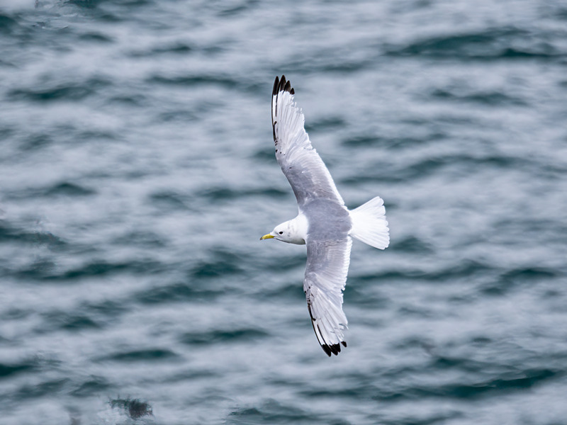 Kittiwake - Latest photos
