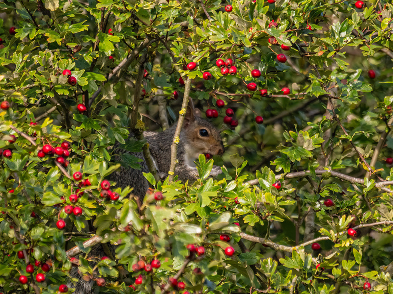 Grey Squirrel - Grey Squirrels