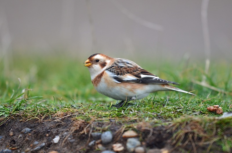 Snow Bunting - Buntings