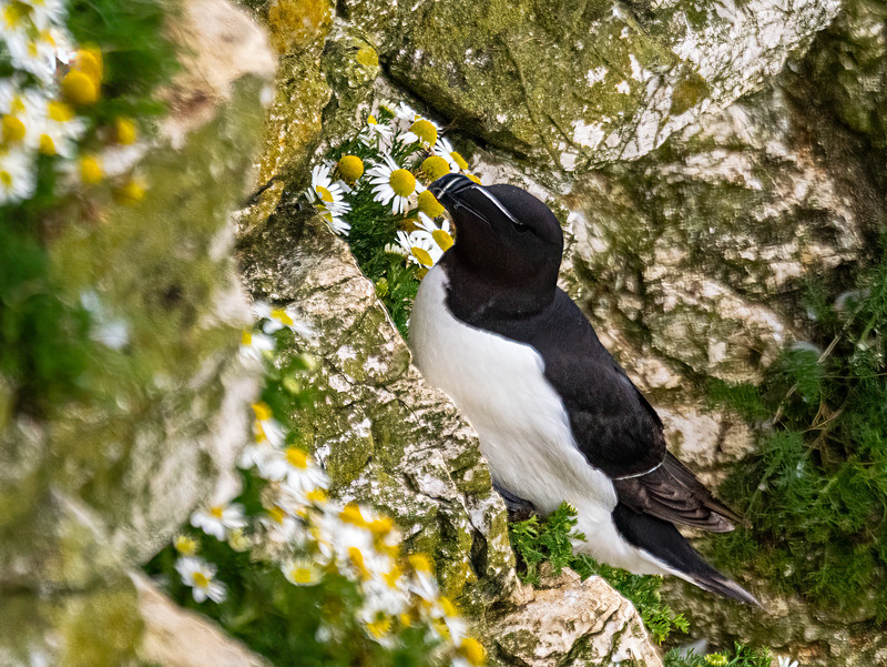 Razorbill - Latest photos