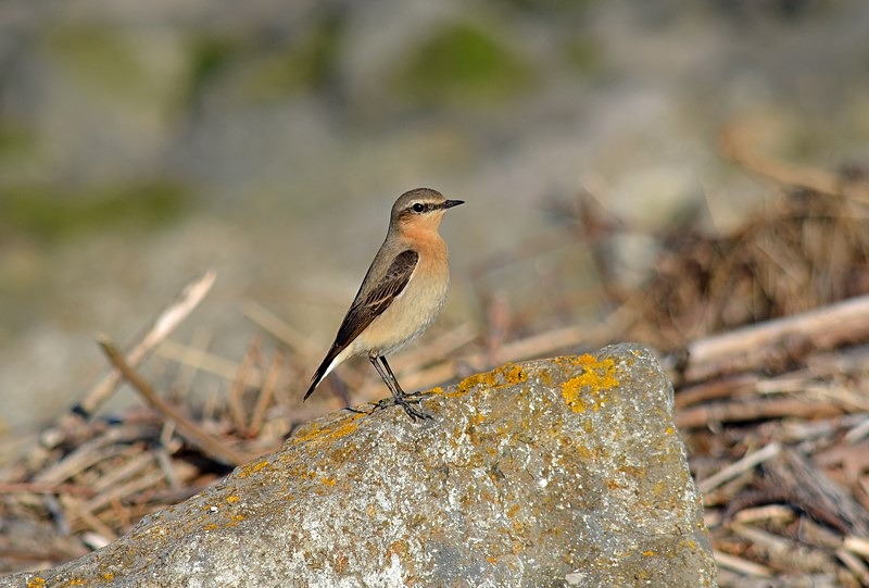 Northern Wheatear - Chats