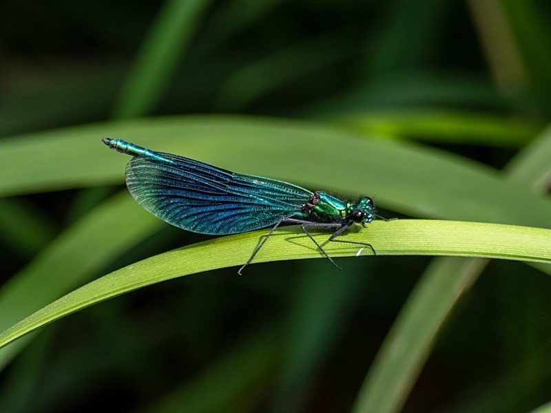 Banded Demoiselle - Dragonflies and damselflies
