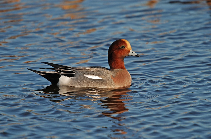 Wigeon - Dabbling ducks