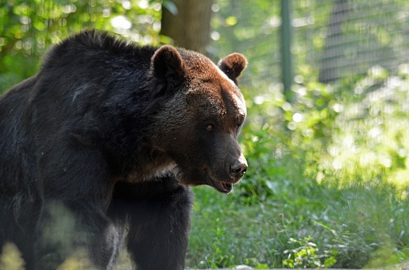 Brown Bear, Libearty Bear Sanctuary, Zărneşti, Brașov County, Romania - Romania