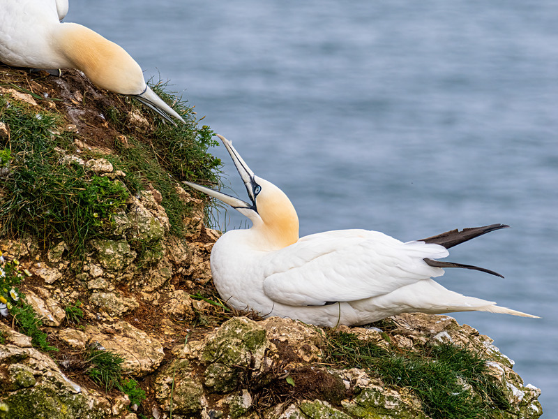 Gannets - Latest photos