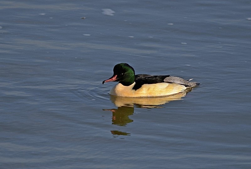 Goosander - Sawbills