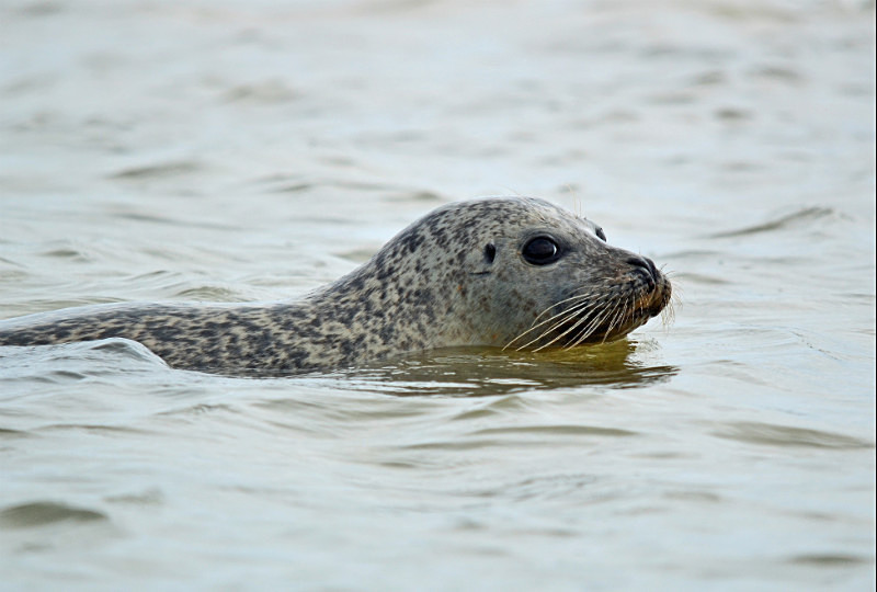 Common Seal