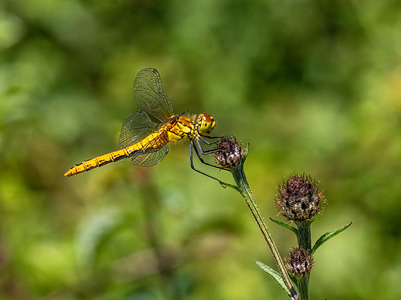 Ruddy Darter - Latest photos