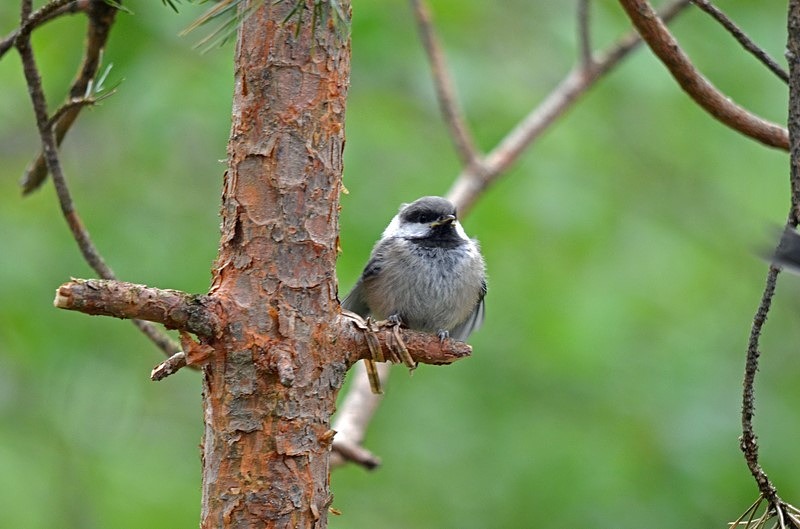 Siberian Tit - North Finland - part 1