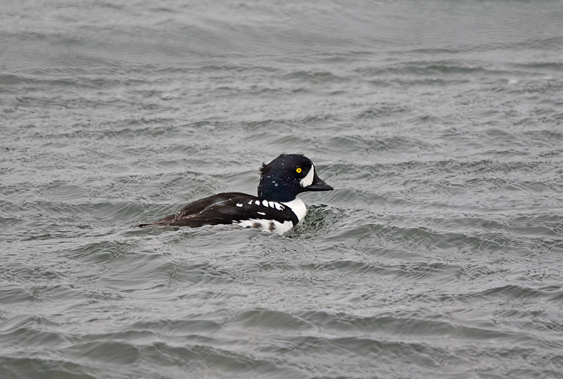 Barrow's Goldeneye - North east Iceland
