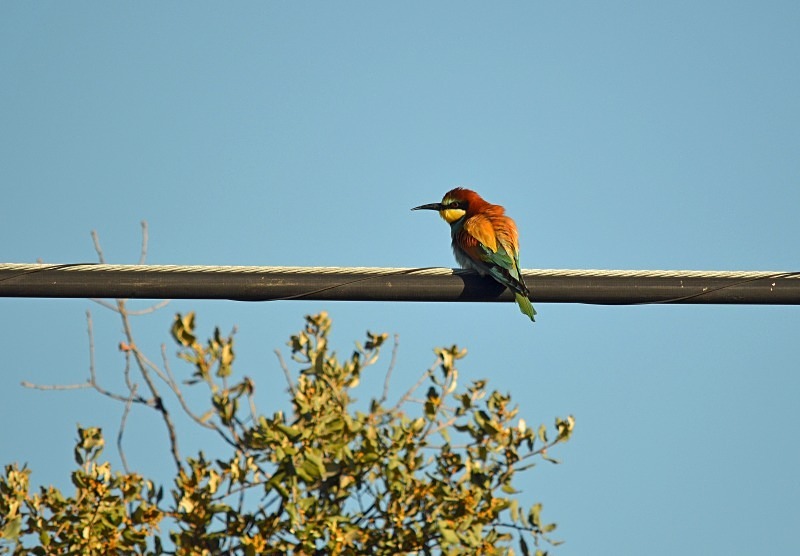 European Bee-eater - South and west Spain - April and May 2012