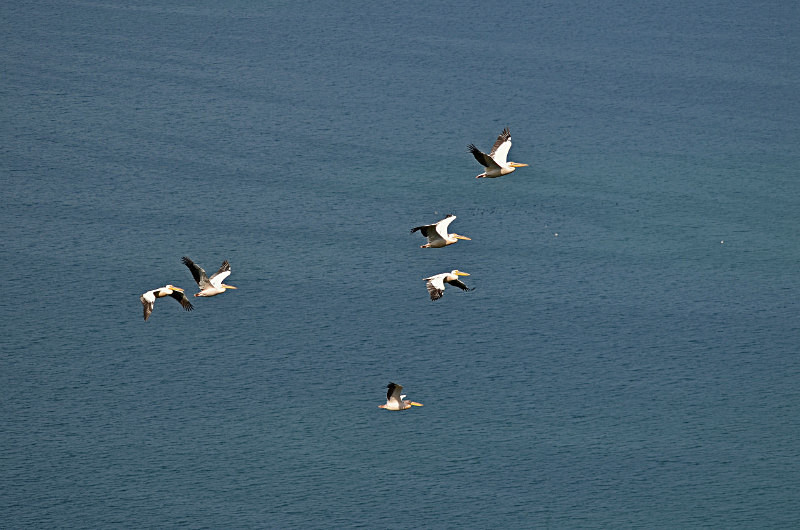 White Pelicans - West Macedonia