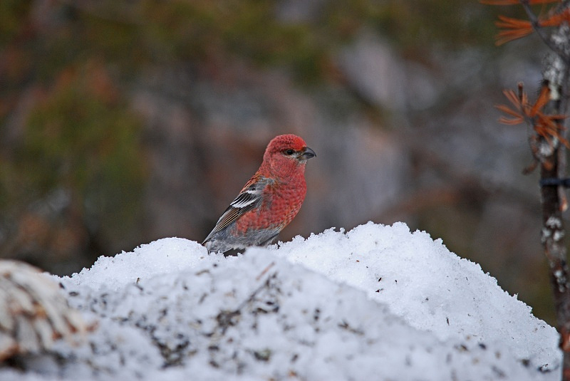 Pine Grosbeak - Finland