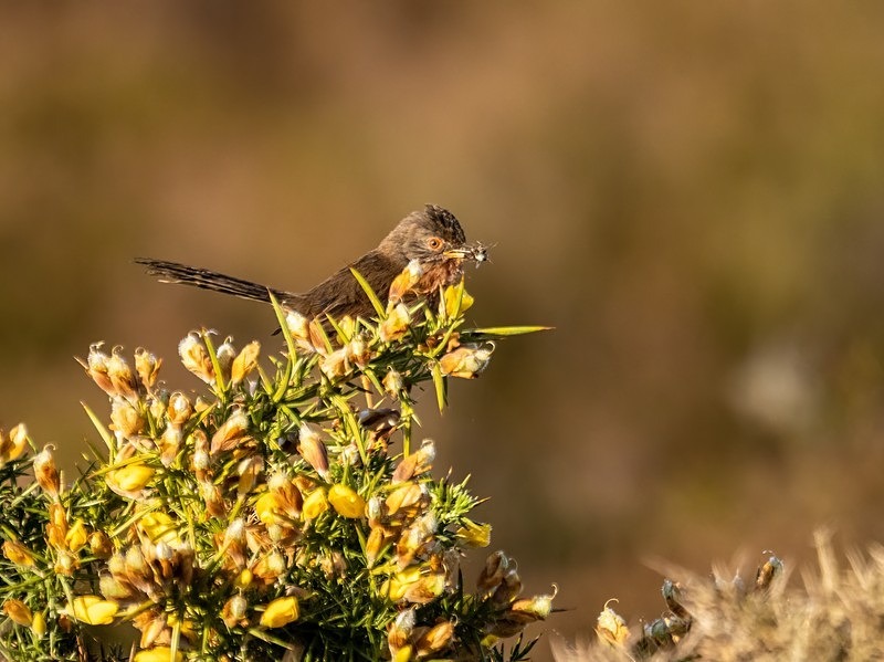 Dartford Warbler - Warblers