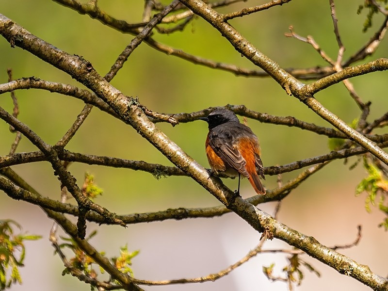 Common Redstart - Chats