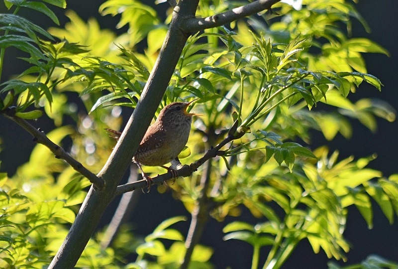 Wren - Wrens