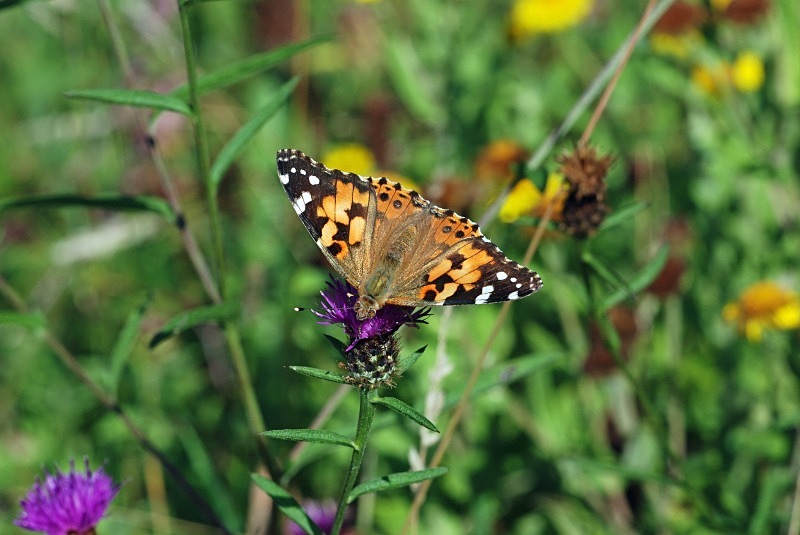 Painted Lady - Butterflies