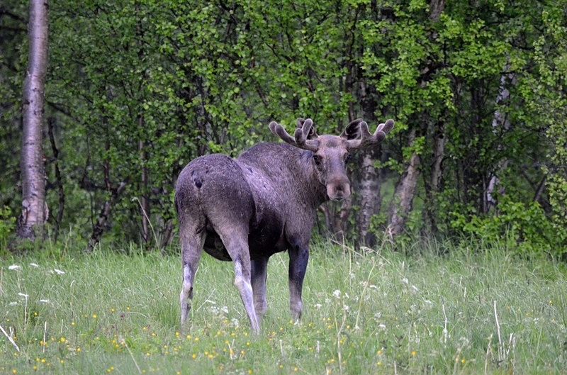 Elk (Moose) - North Norway