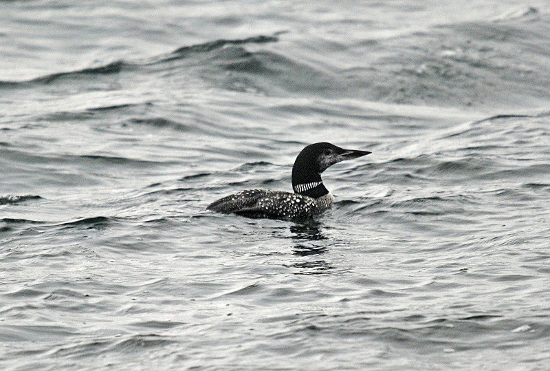 Great Northern Diver - Divers
