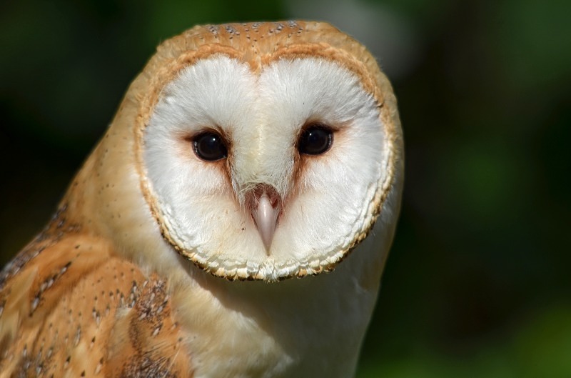 Barn Owl - Barn Owl