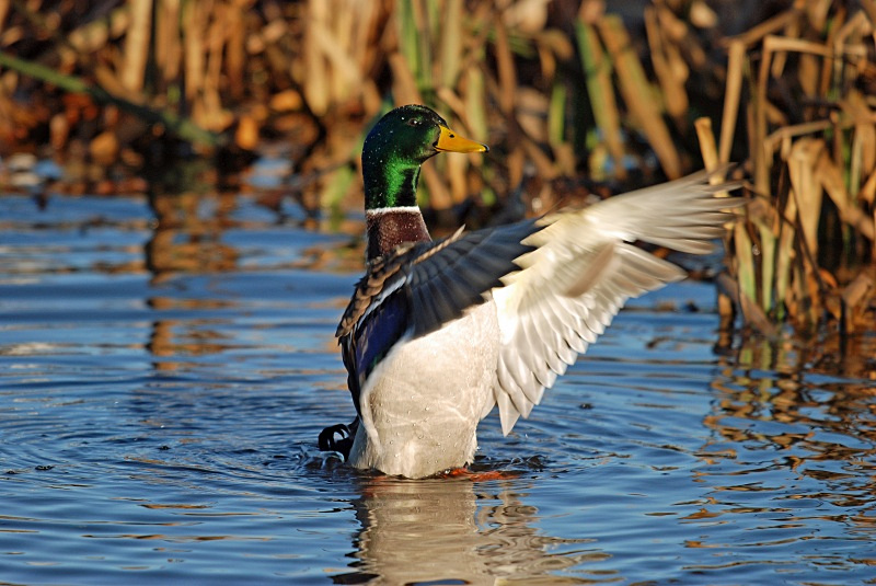 Mallard - Dabbling ducks