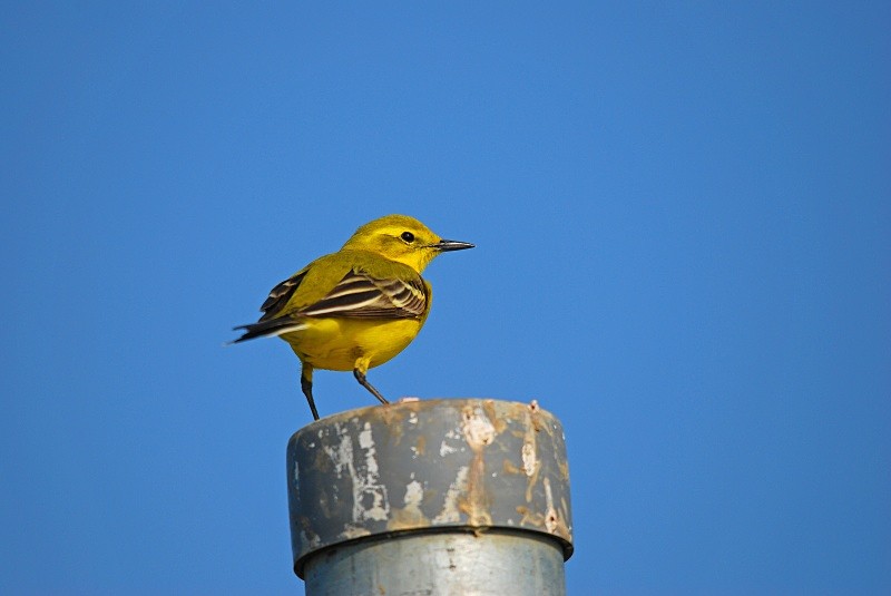 Yellow Wagtail - Wagtails