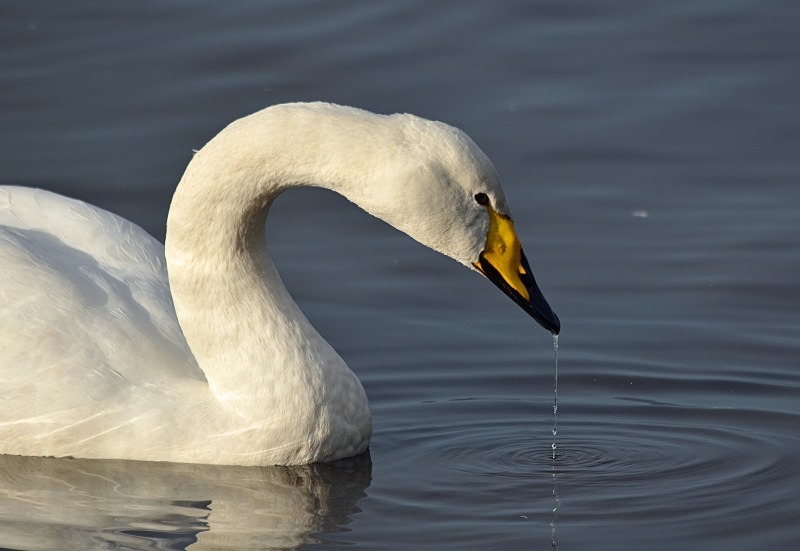 Whooper Swan - Whooper and Bewick's Swans