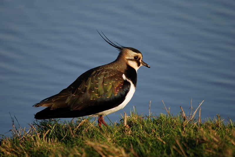 Lapwing - Plovers