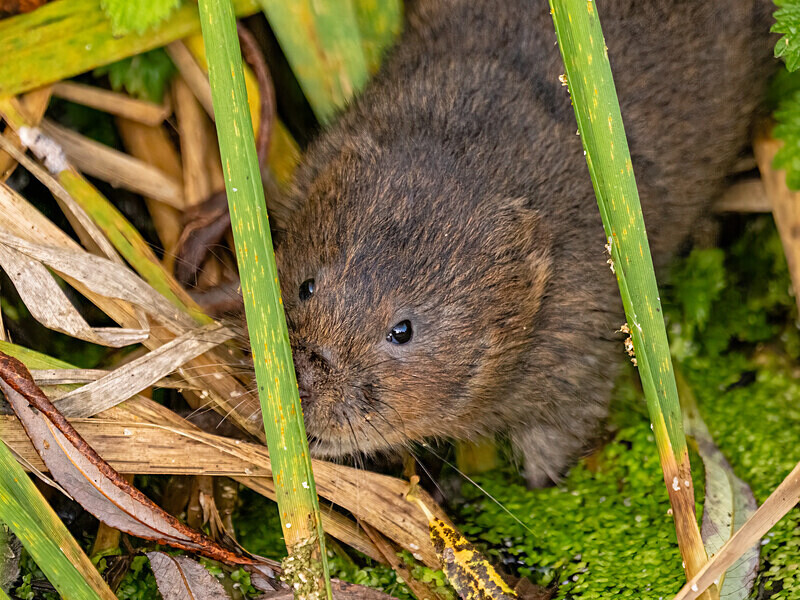 Water Vole - Latest photos