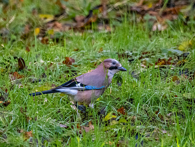 November 2024 - Jay - Photos of the month