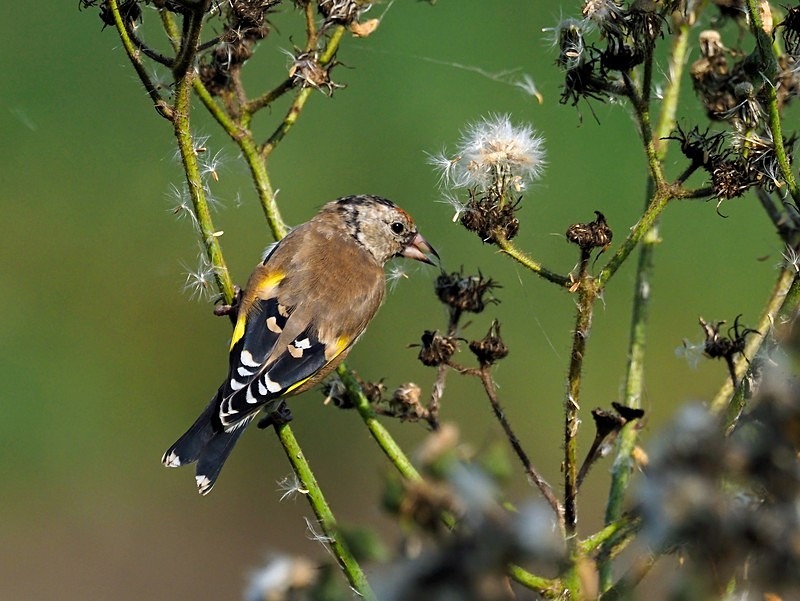 Juvenile Goldfinch - Finches