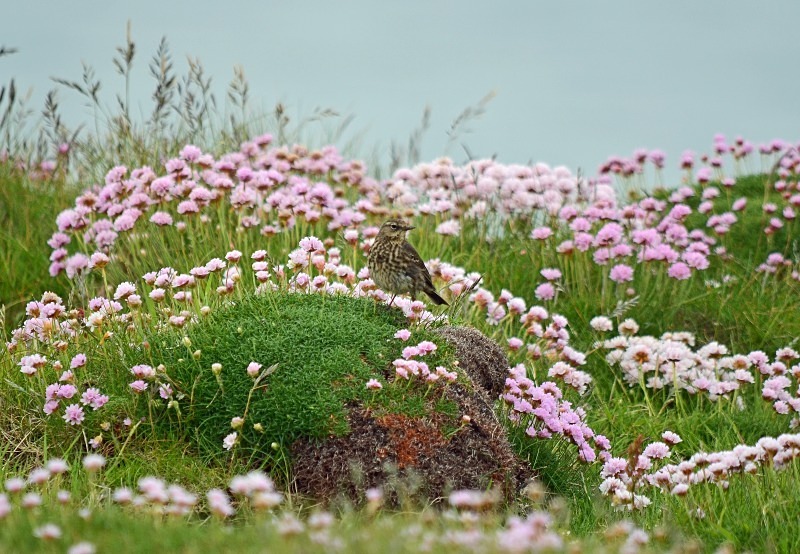 Rock Pipit - Pipits