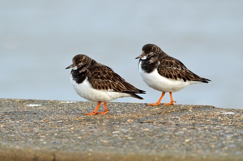 Turnstones - Sandpipers