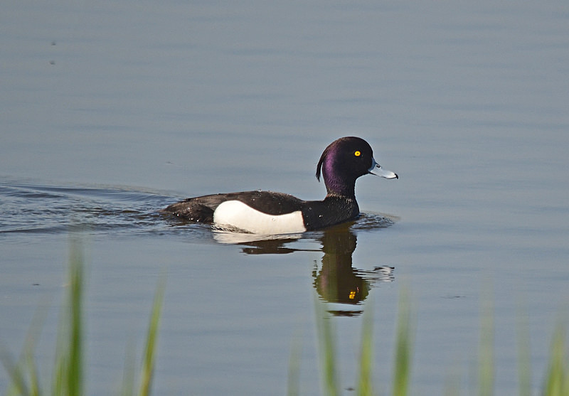 Tufted Duck - Diving ducks