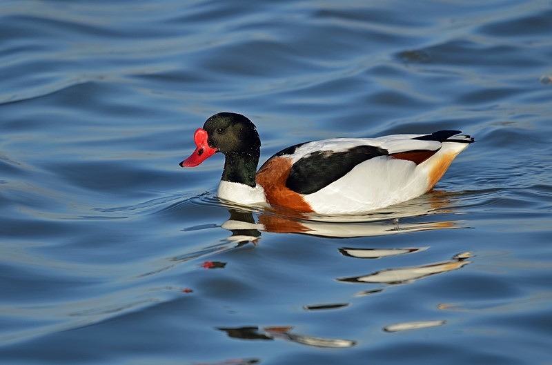 Shelduck - Shelducks