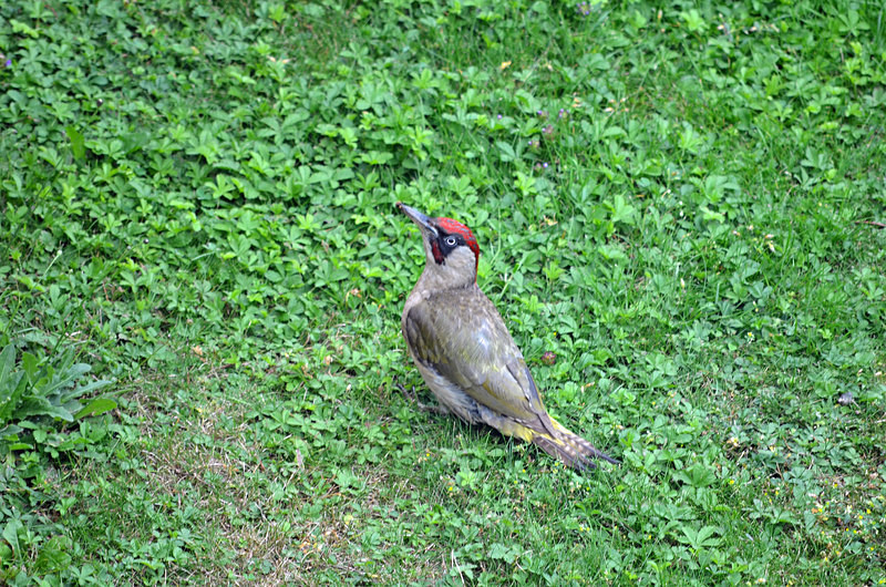 Green Woodpecker - Woodpeckers
