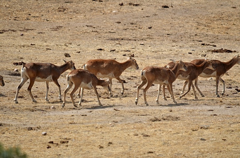 Mouflon - South Spain - September 2013