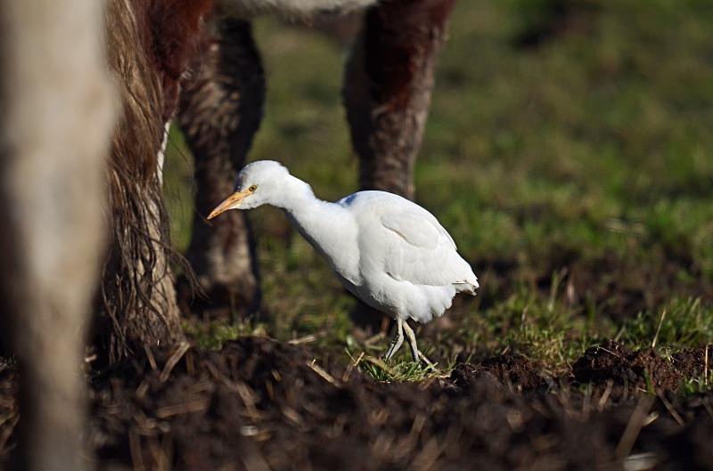 Cattle Egret - Herons and egrets