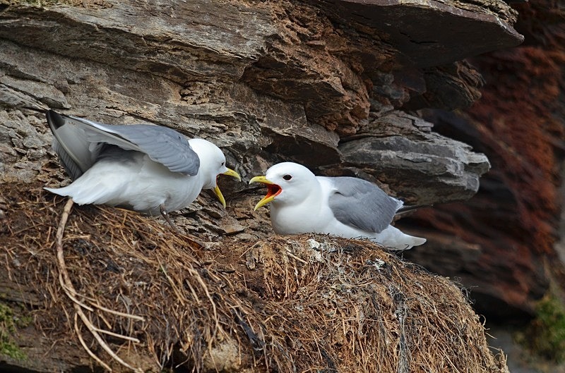 Kittiwakes - North Norway