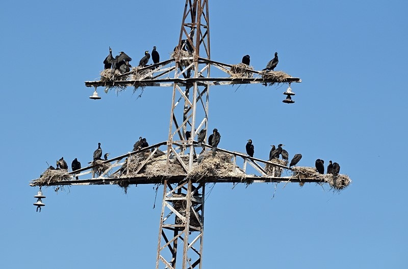 Cormorants - Bulgaria