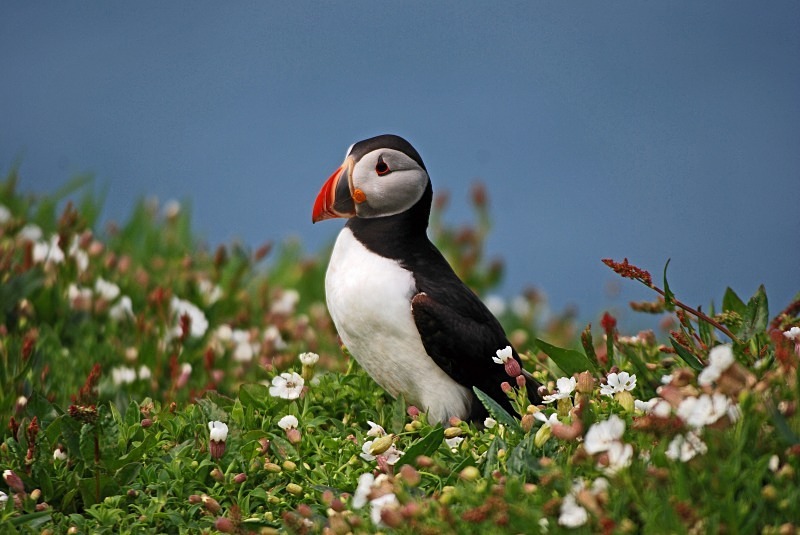 Puffin - Puffins