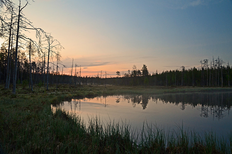 Wild Brown Bear Centre, near Vartius, Kainuu, Finland - North east Finland